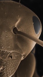 ant sem