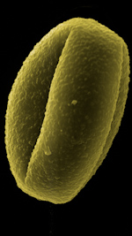 oak pollen sem