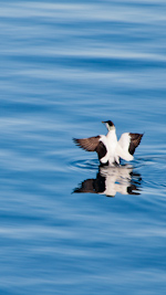 eider duck
