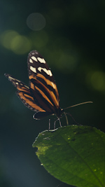 butterfly