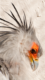 egyptian vulture